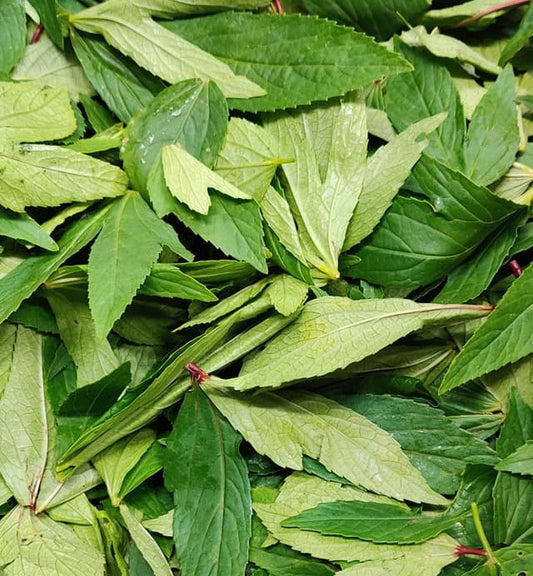 Sour leaves without stems (10 lb)