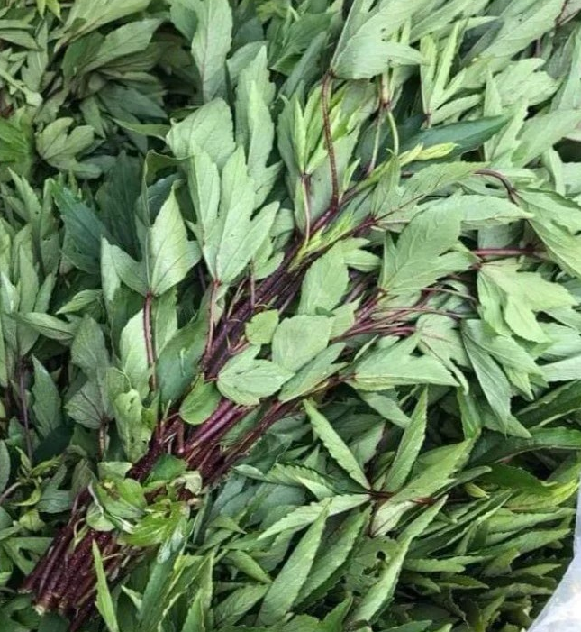 Sour leaves with stems - 10 lb